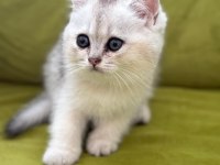 Sağlıklı sevimli british shorthairlar