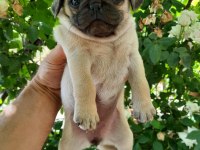 Pug yavrumuz