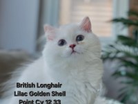 British Longhair 2 kardes yeni yuvalarına gitmeye hazirlar