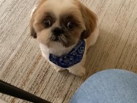 SAFKAN SHIH-TZU (ŞİTSU) KÖPEKLER