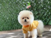 3 Aylık Erkek Pomeranian Ruby