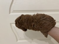Erkek red toy poodle