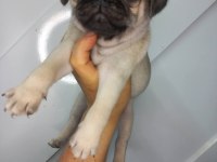 A KALİTE SIFIR BURUN PUG YAVRUMUZ
