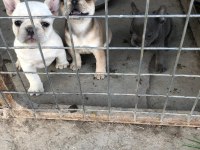 French bulldog bebeklerimiz yeni yuvalarına gitmeye hazır
