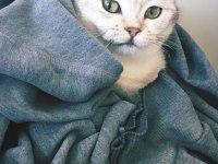 CİNS KEDİMİZİ ÜCRETSİZ OLARAK SAHİPLENDİRİYORUZ