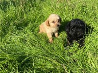 2 Aylık Maltipoo