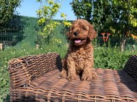 IRK SAĞLIK  KİLO GARANTİLİ RED TOY POODLE YAVRULAR
