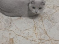 Scottish Kırık Kulak
