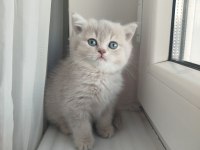 British Shorthair Lilac Golden Yavrular