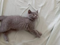 British Shorthair Mersin