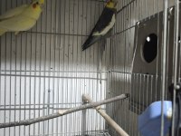 4 takım sultan papağanı kafes herşeyiyle sahiplendireceğim
