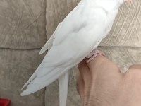Albino sultan papağanı yavrusu
