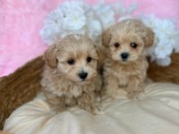 IRK GARANTİLİ MALTİPOO YAVRULARI 