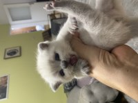 Orjinal 3 Adet British Shorthair Yavru Eylül Sonu Teslim