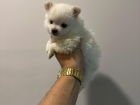 Ankara İci Pomeranian Boo Yuvaları Sizleri Bekliyor