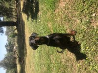 Safkan doberman