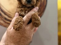 Toy poodle yavru köpeklerimiz
