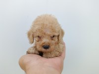 Orjinal Toy Poodle Bebeklerimiz