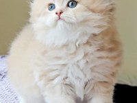 Ay11 british longhair erken