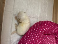 2 aylık terrier yavru ilk aşıları vardır