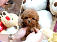 UYGUN BÜTÇELİ TOY POODLE BEBEKLERİM