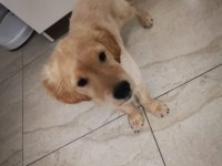 1. Kalite Safkan Golden Retriever Yavru