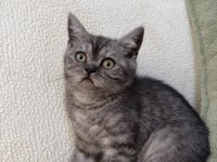 Anne Altından Kurt Adam Erkek Oyuncu British Shorthair