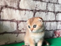 Golden Scottish fold