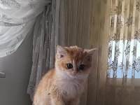 A KALİTE golden british shorthair bebekler