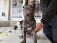 Antik Miras Cane Corso Yavrusu