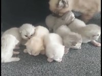 15 günlük scottish fold kediler