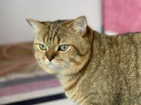 5 YAŞINDA KEDİMİZİ ACİL SAHİPLENDİRECEĞİM