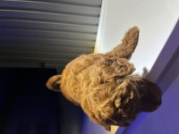2.5 AYLUK TEA CUP TOY POODLE KORE KAN SAFKAN IRK