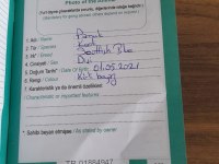 Mükemmel Güzellikte Safkan Dişi 1.5 yaşında british