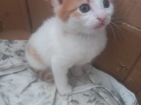 Turuncu Beyaz 2 Aylık Yavru Kedimiz