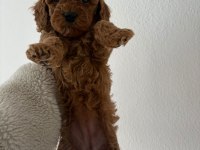Toy poodle dişi ve erkek