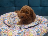Son erkek poodle yavrum çok iyi fiyat