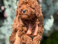 IRK GARANTİLİ POODLE