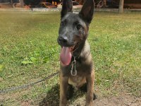 4 aylık malinois belçika kurdu