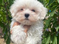 A kalite sağlık ırk garantili yavru köpekler
