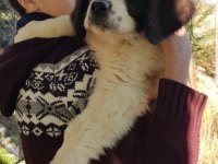 DEV ST BERNARD MİNİKLERİMİZ