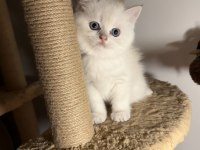 British shorthair golden point dişi erkek kardeşler