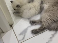 Ragdoll bebekleri