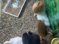 CÜCE NETHERLAND DWARF TAVŞANLAR