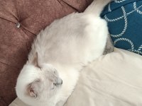 Acil satılık british shorthair