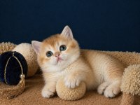British Shorthair Golden ve Golden Point Yavrular