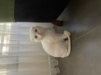 Scottish fold yavrumuza yuva ücretsiz sahiplendirme