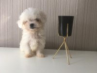 TEACUP MALTESE DİŞİ VE ERKEK