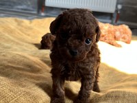 EV ORTAMINDA BÜYÜYEN TOY POODLE BEBEKLER