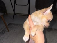 2 aylık chihuahua erkek yavrusu